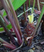 Amomum subulatum cv. Dzongu Golsey 